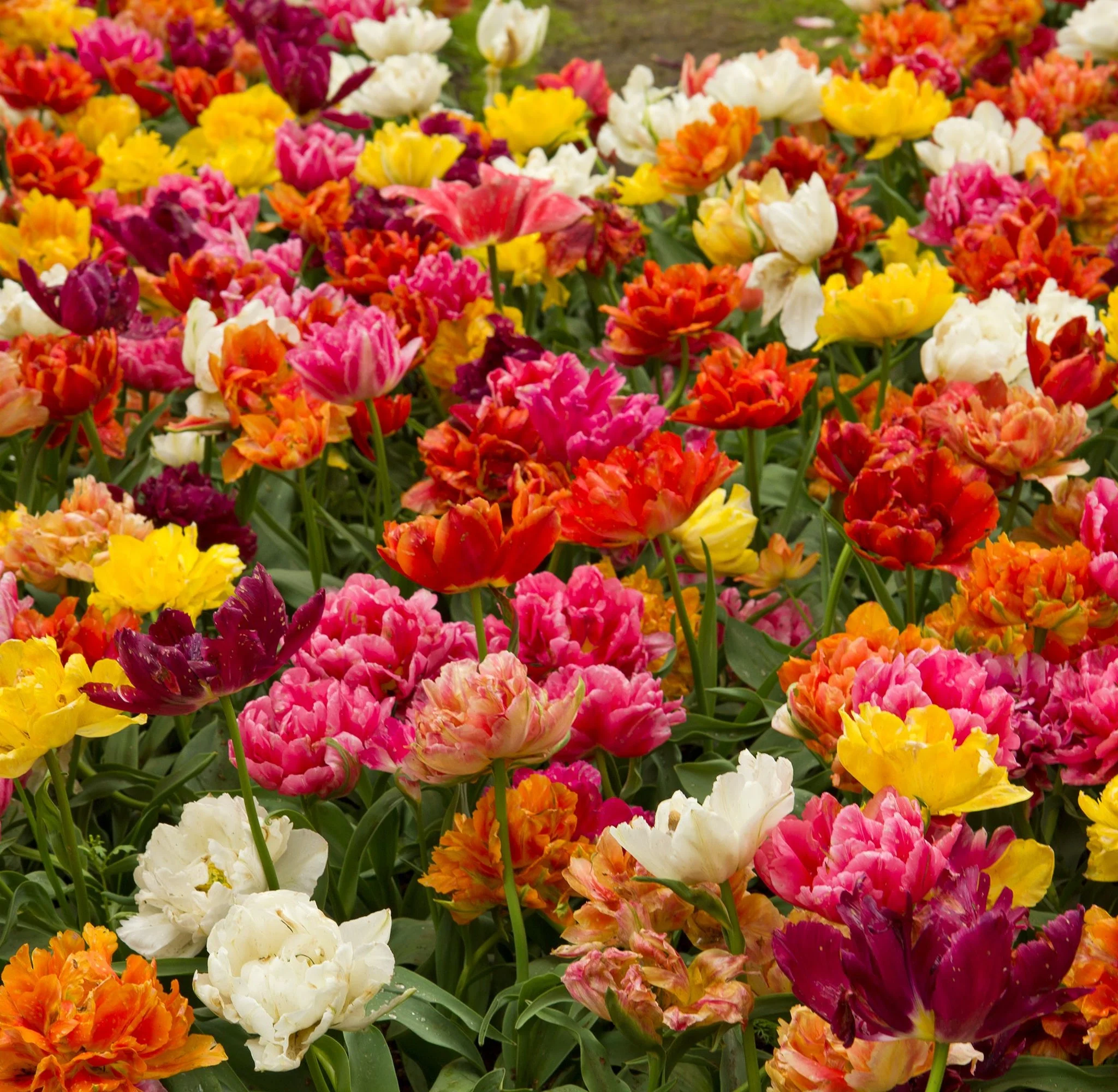 Tulip Double Late Mixed (5 Bulbs) - Image 2