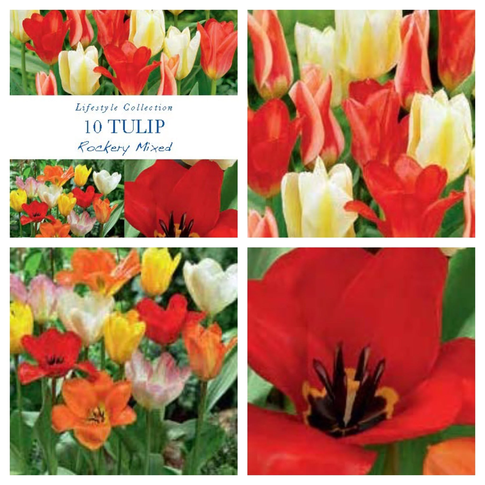 Tulip Dwarf Rockery Mixed Bulbs 12 Bulbs - Image 2