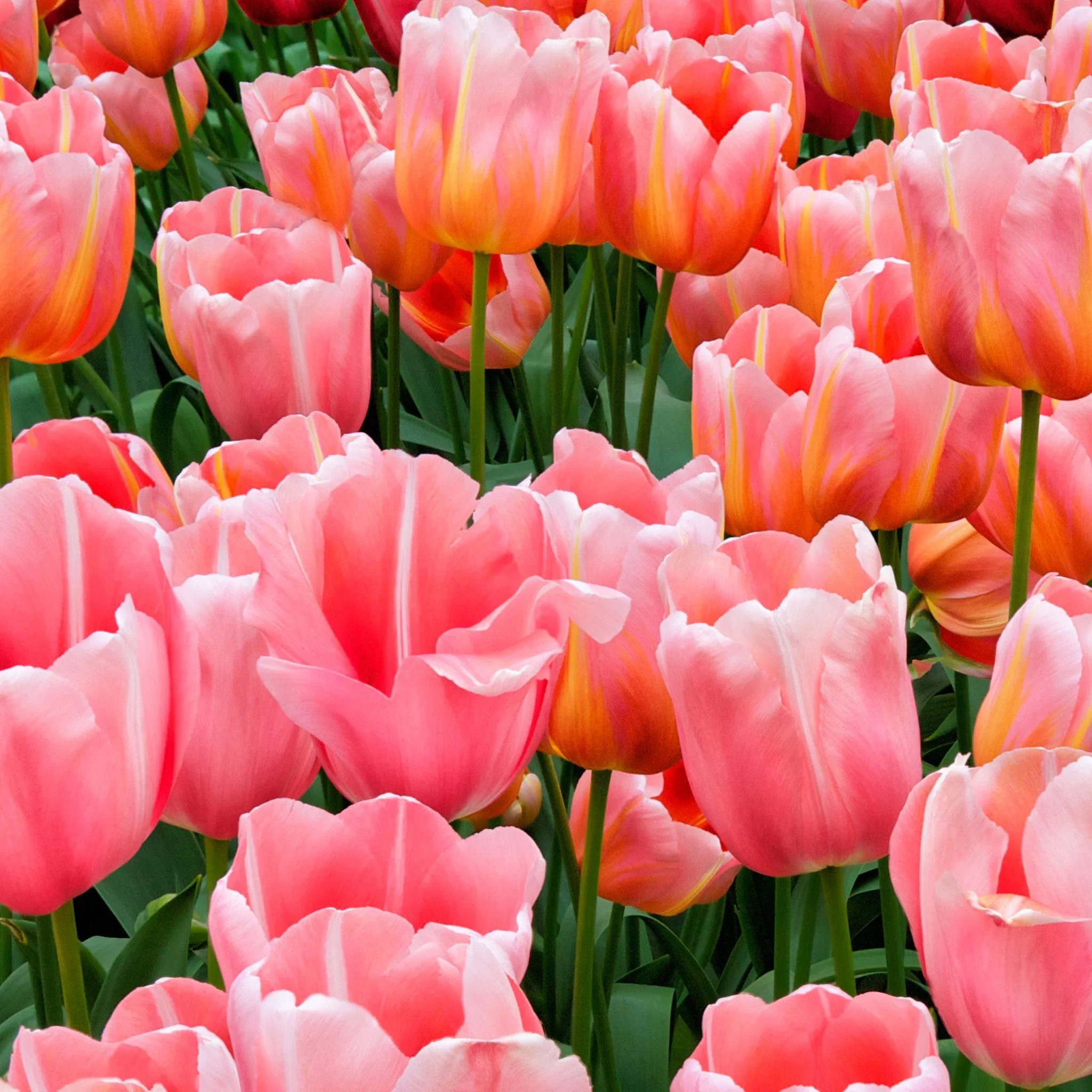 Tulip 'Menton' (5 Bulbs) - Image 2