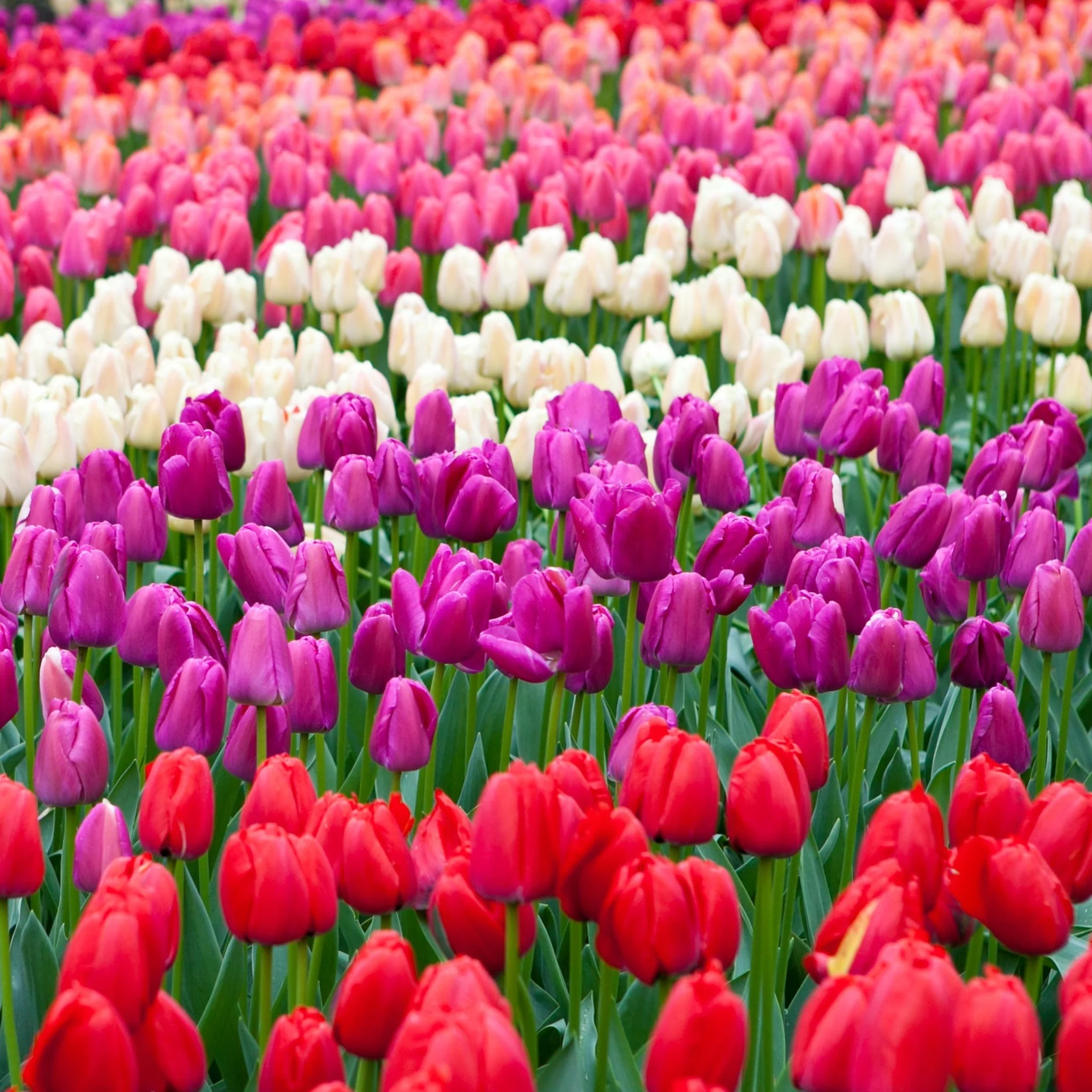 Tulip Triumph Mixed Bulbs (5 Bulbs) - Image 2