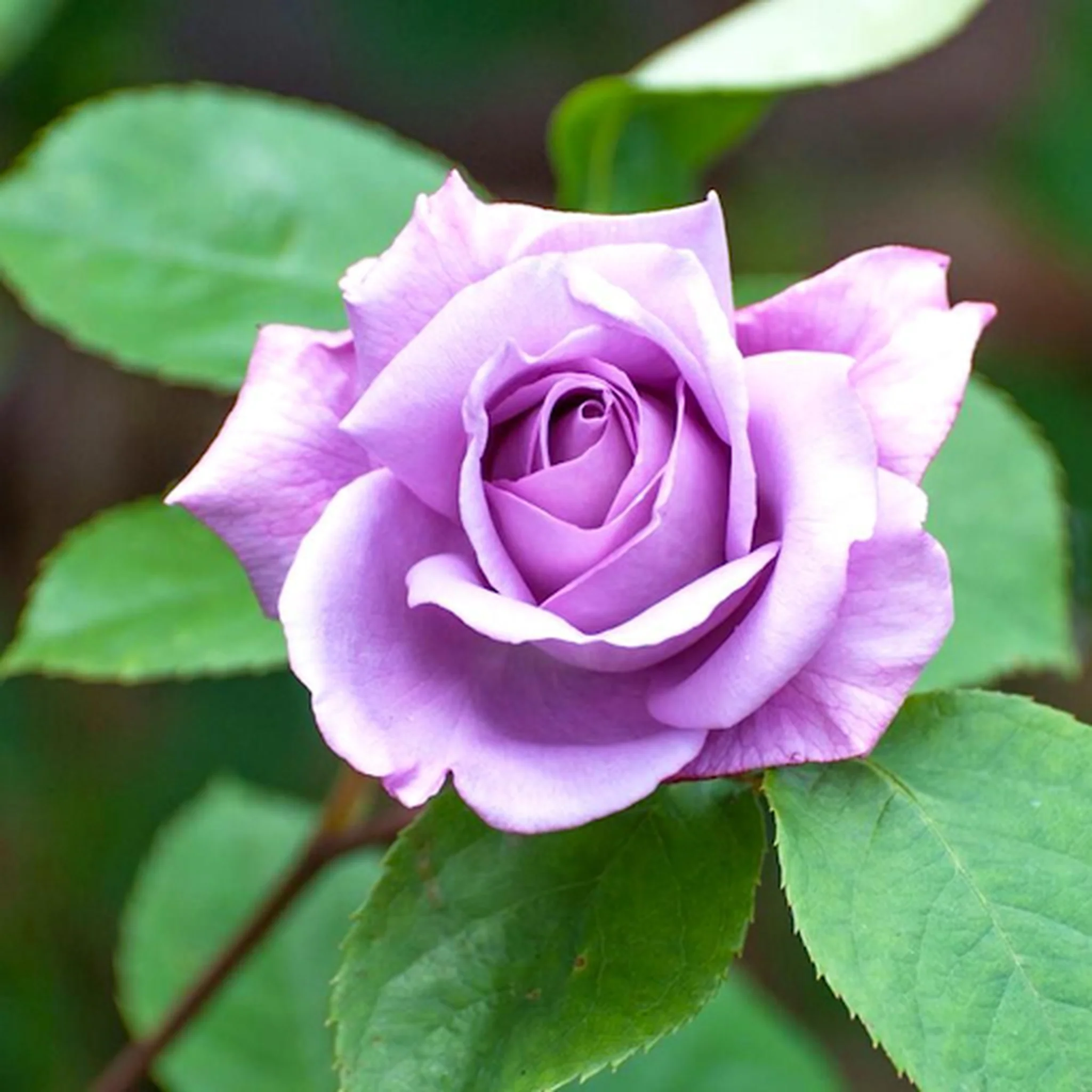 Twice in a Blue Moon Rose | Hybrid Tea | 4L Potted Rose - Image 3