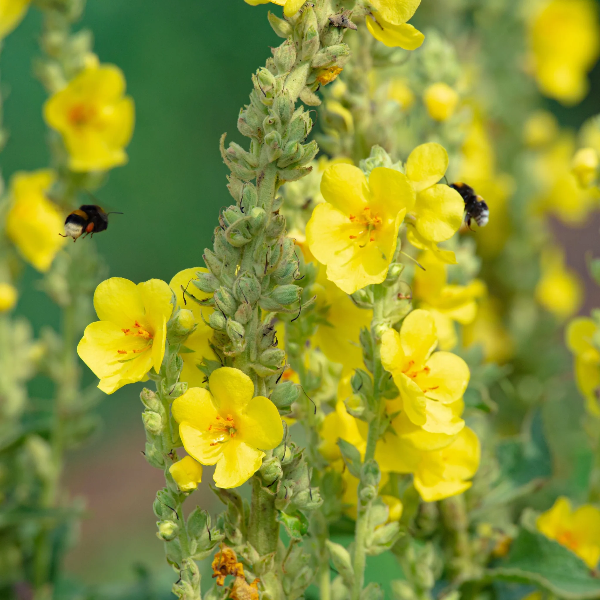 Verbascum x hybridum 'Banana Custard' 1L - Image 2
