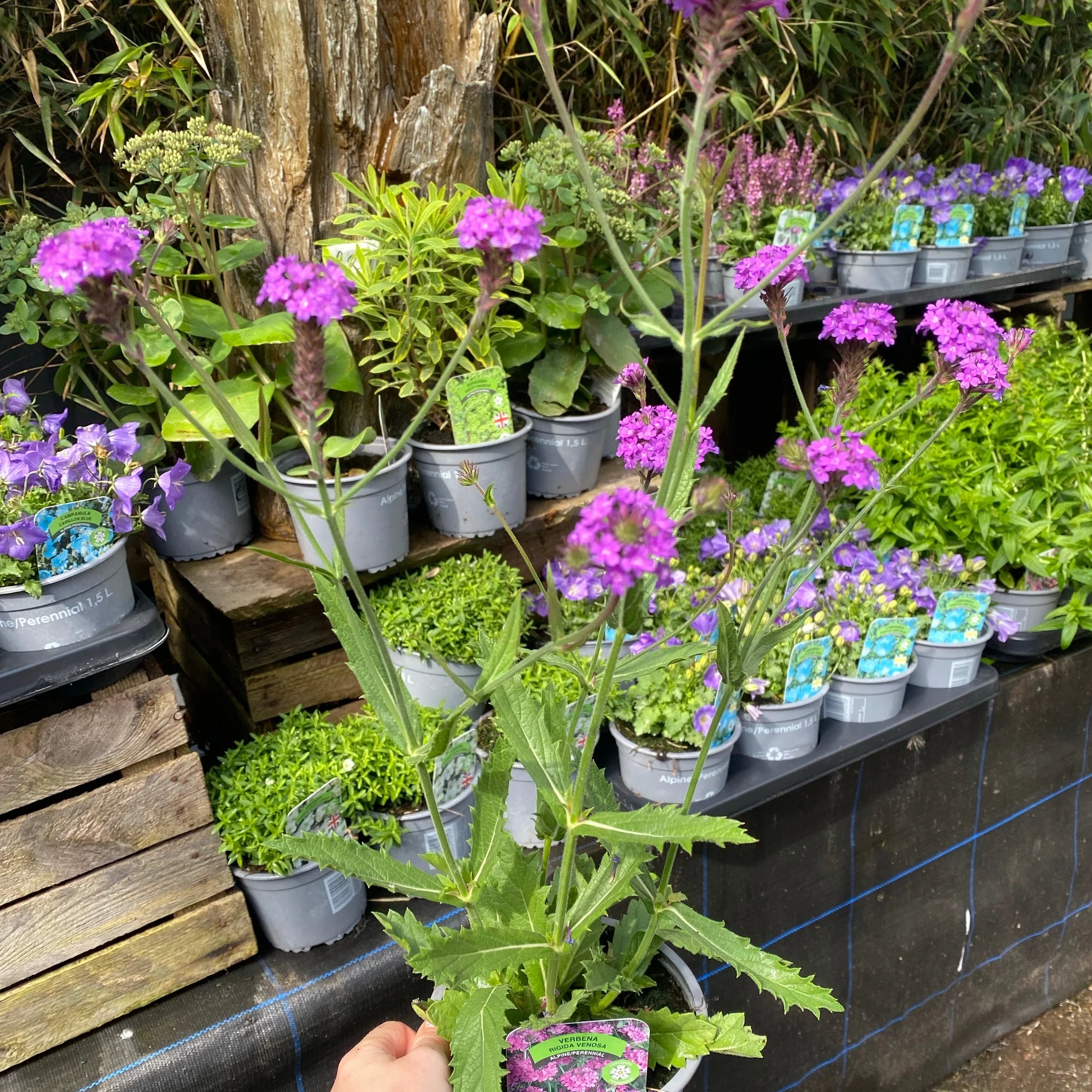 Verbena rigida 'Dazzling Night' 9cm/1.5L - Image 2