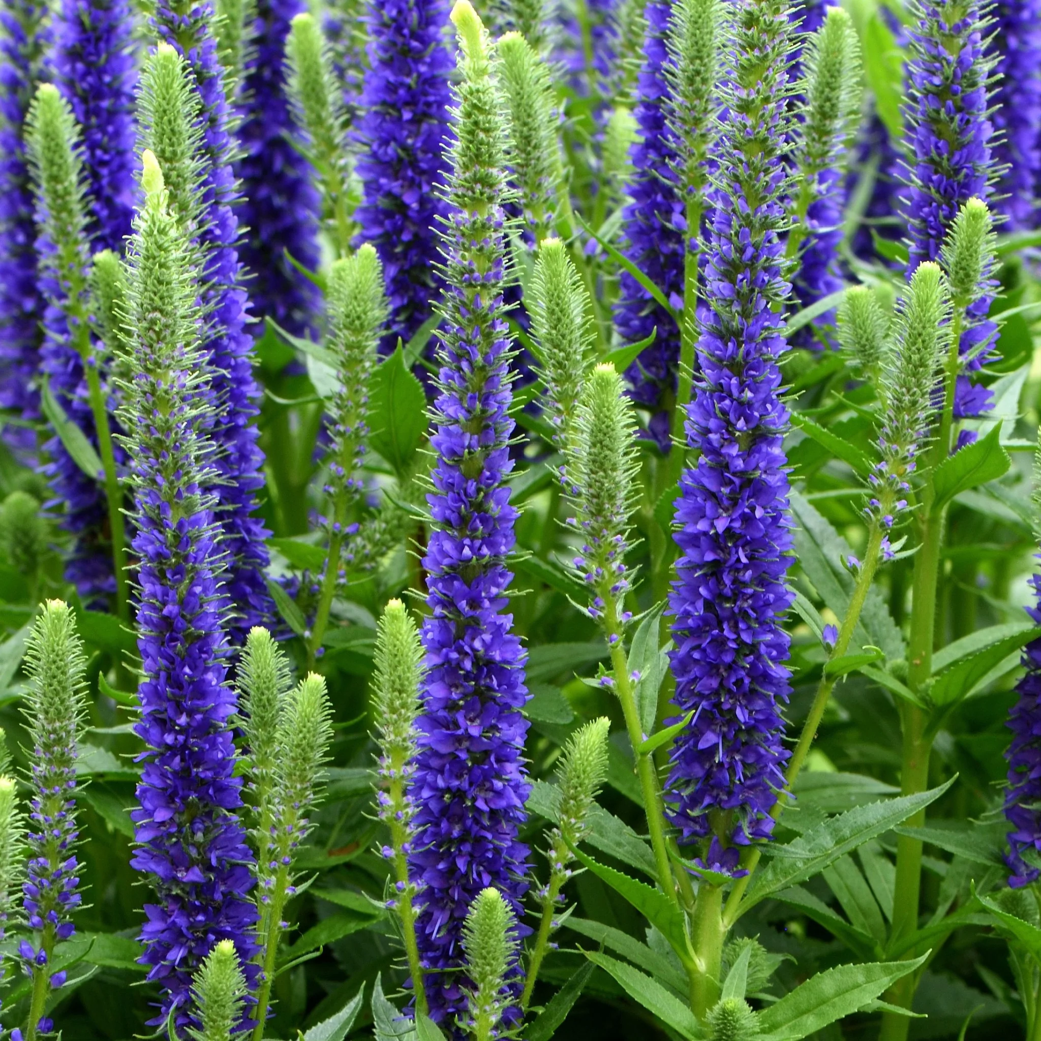 Veronica 'Anniversary Blue' 9cm/2L