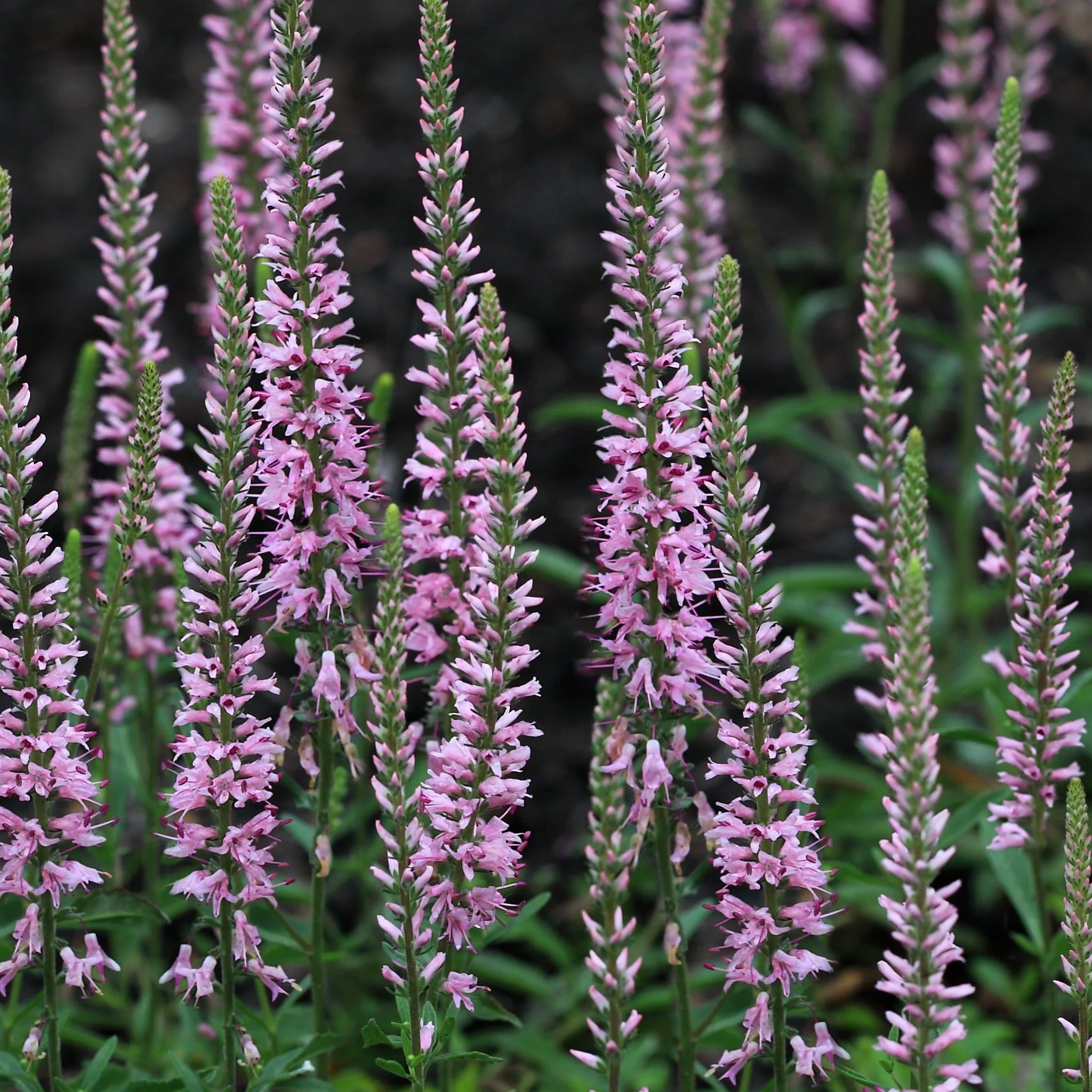 Veronica 'Anniversary Pink' 9cm/2L - Image 2