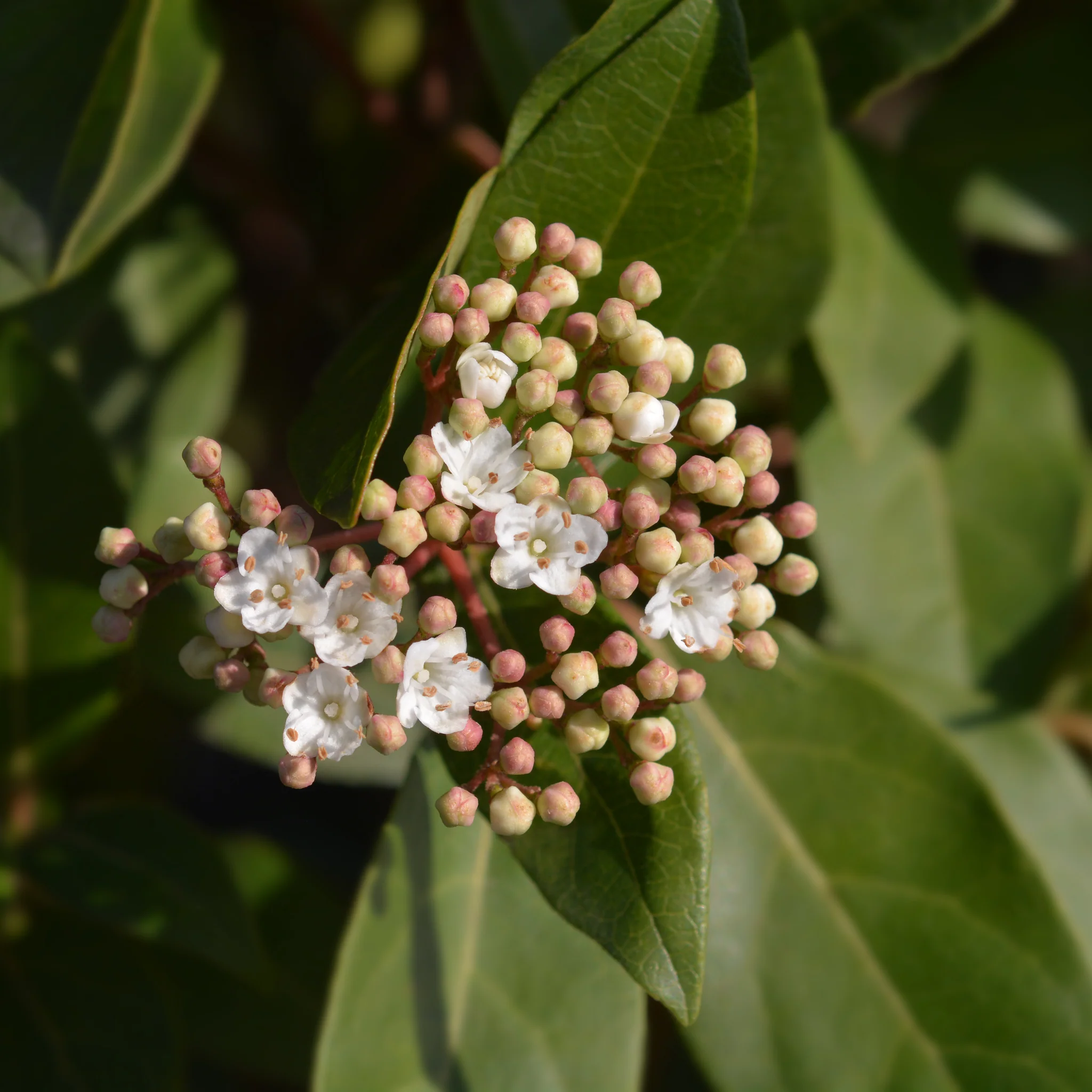 Viburnum tinus 'Eve Price' 9cm-7.5L - Image 4