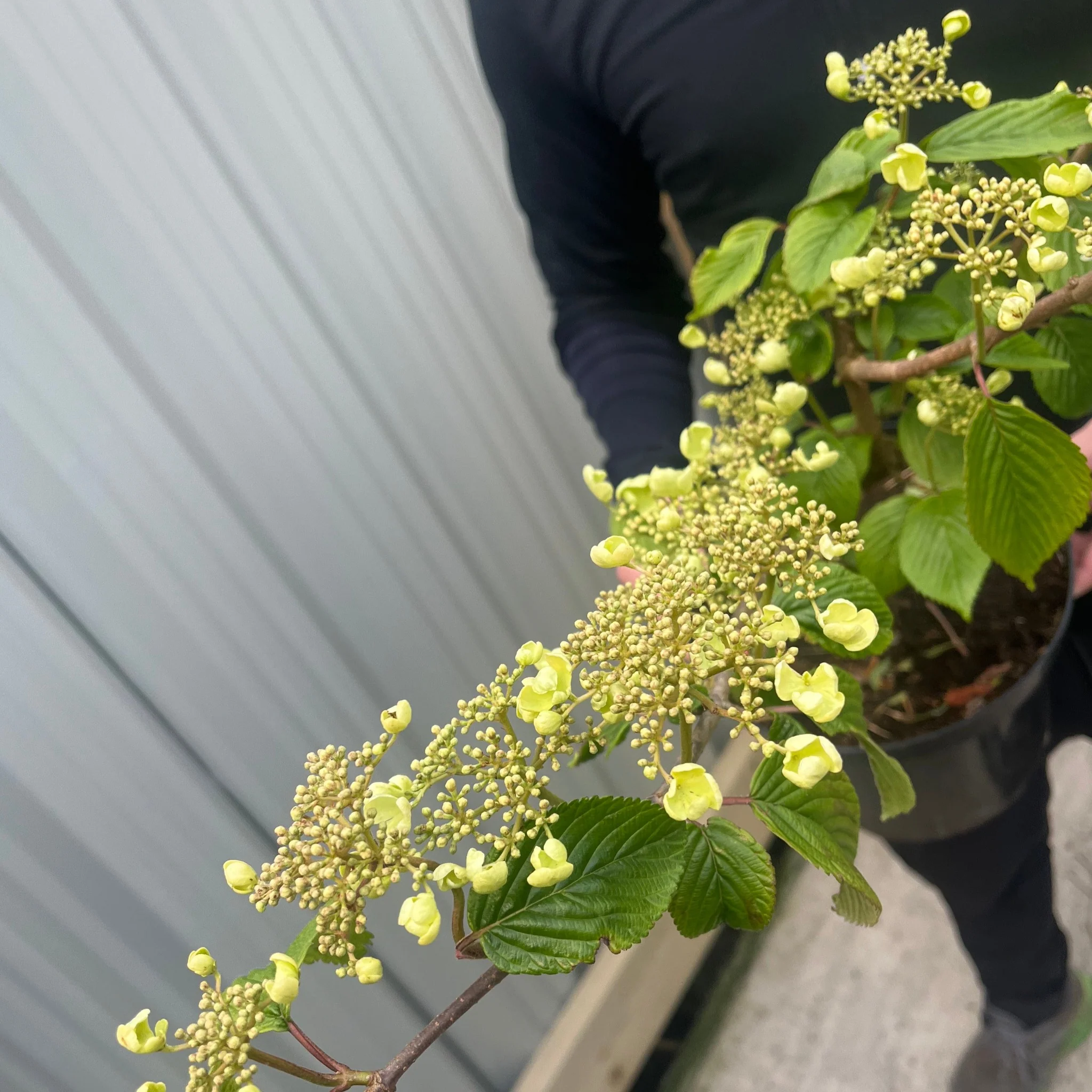 Viburnum plicatum 'Mariesii' 5L - Image 2