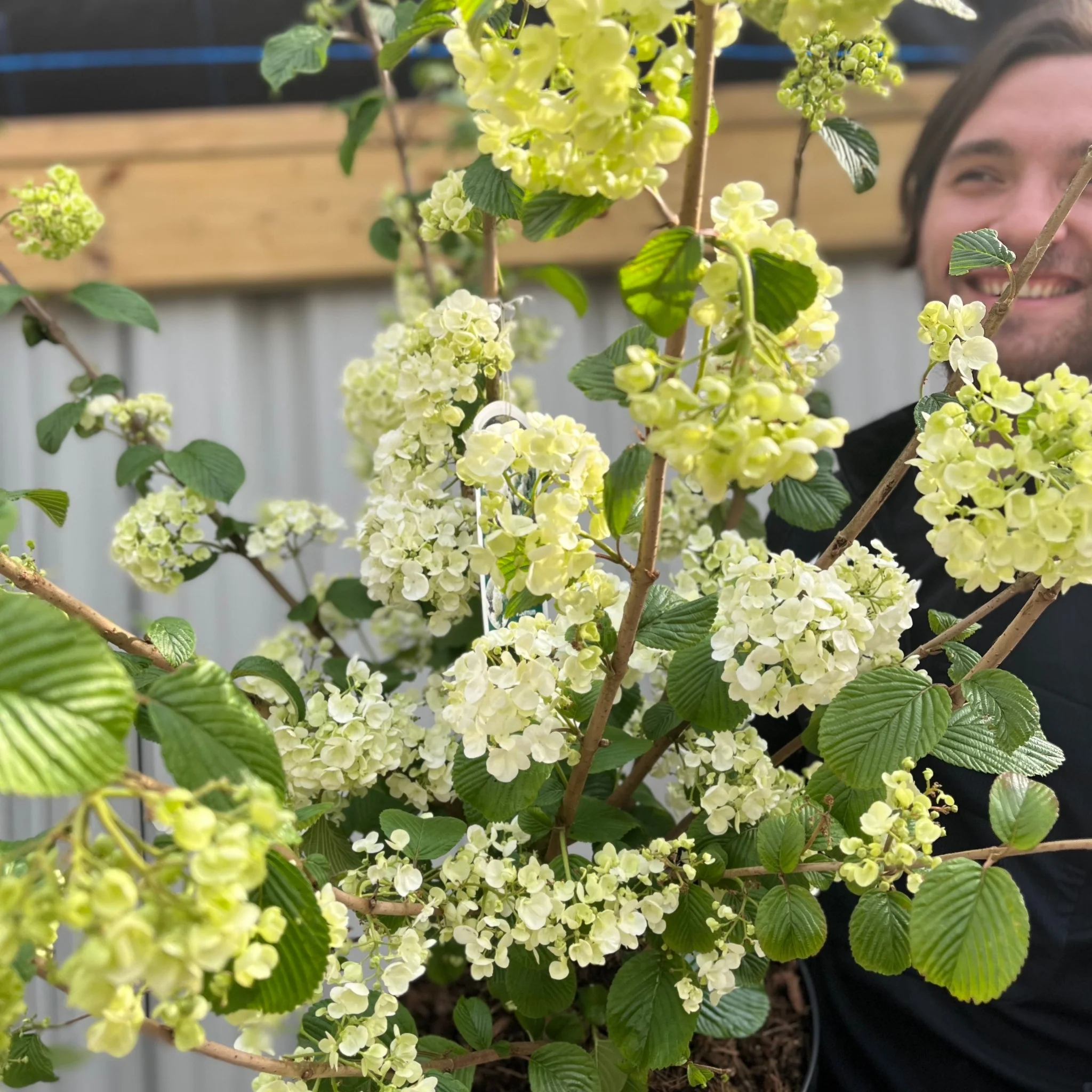 Viburnum plicatum 'Popcorn' | 4L / 10L - Image 2