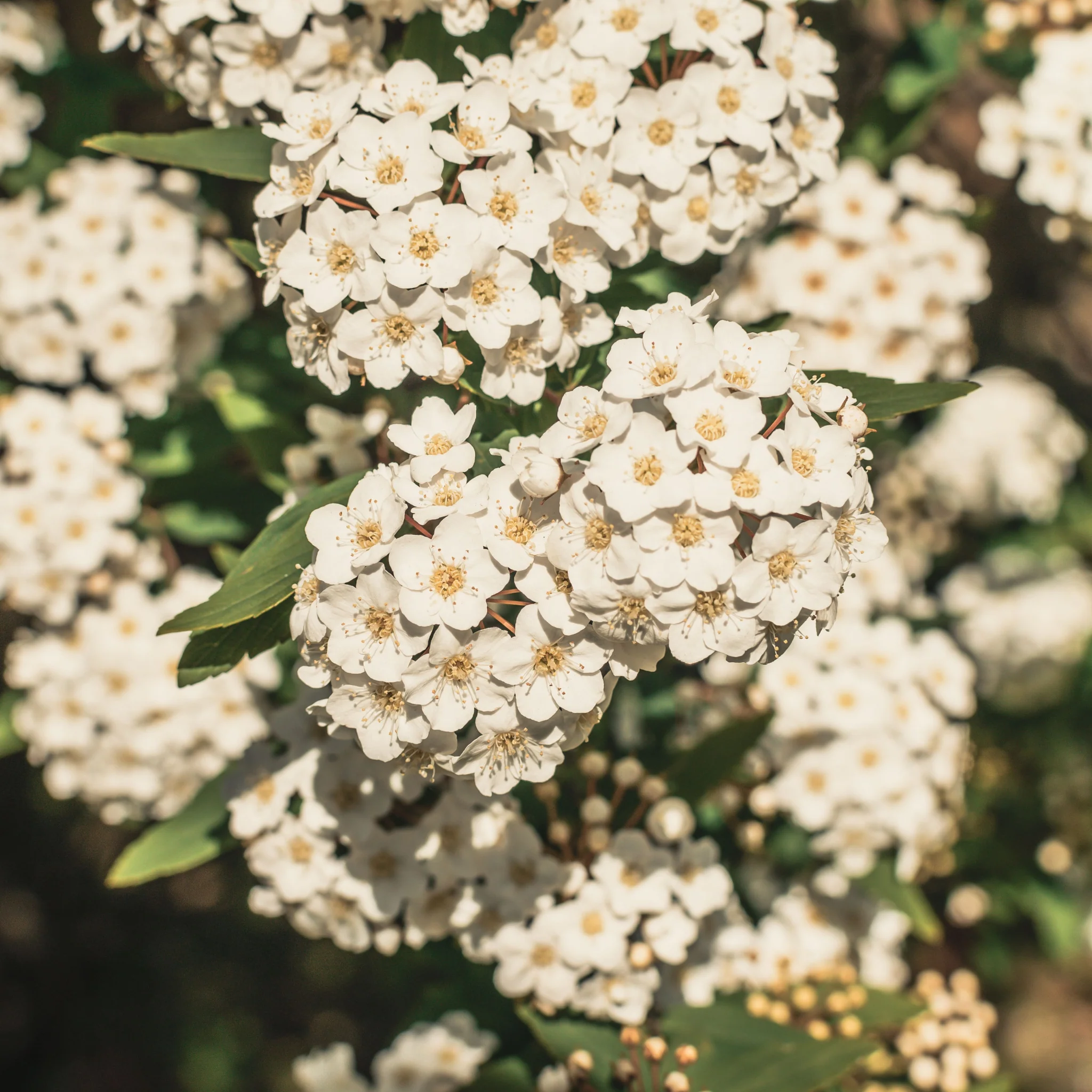 Viburnum tinus 2L / 5L - Image 3