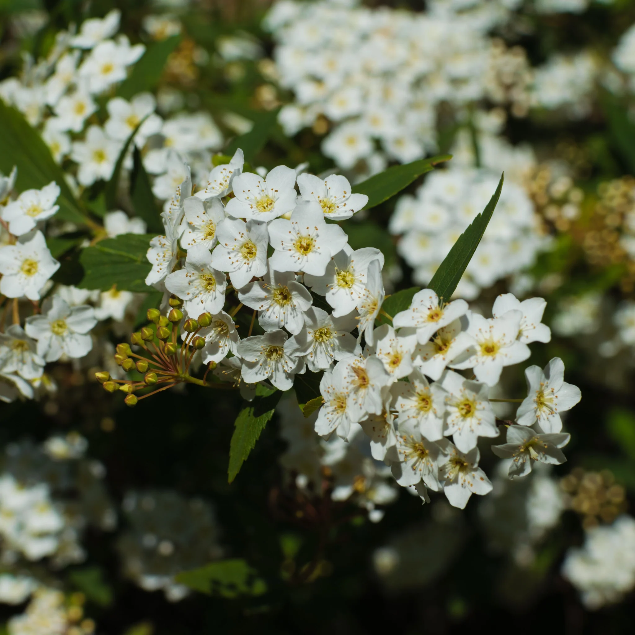 Viburnum tinus 2L / 5L - Image 4