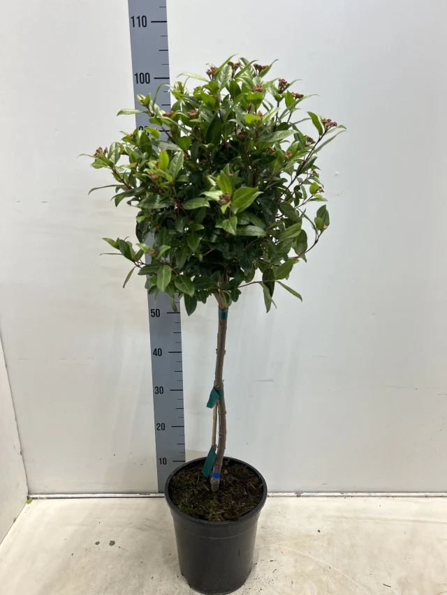 Viburnum tinus Patio Tree 90-100cm - Image 3