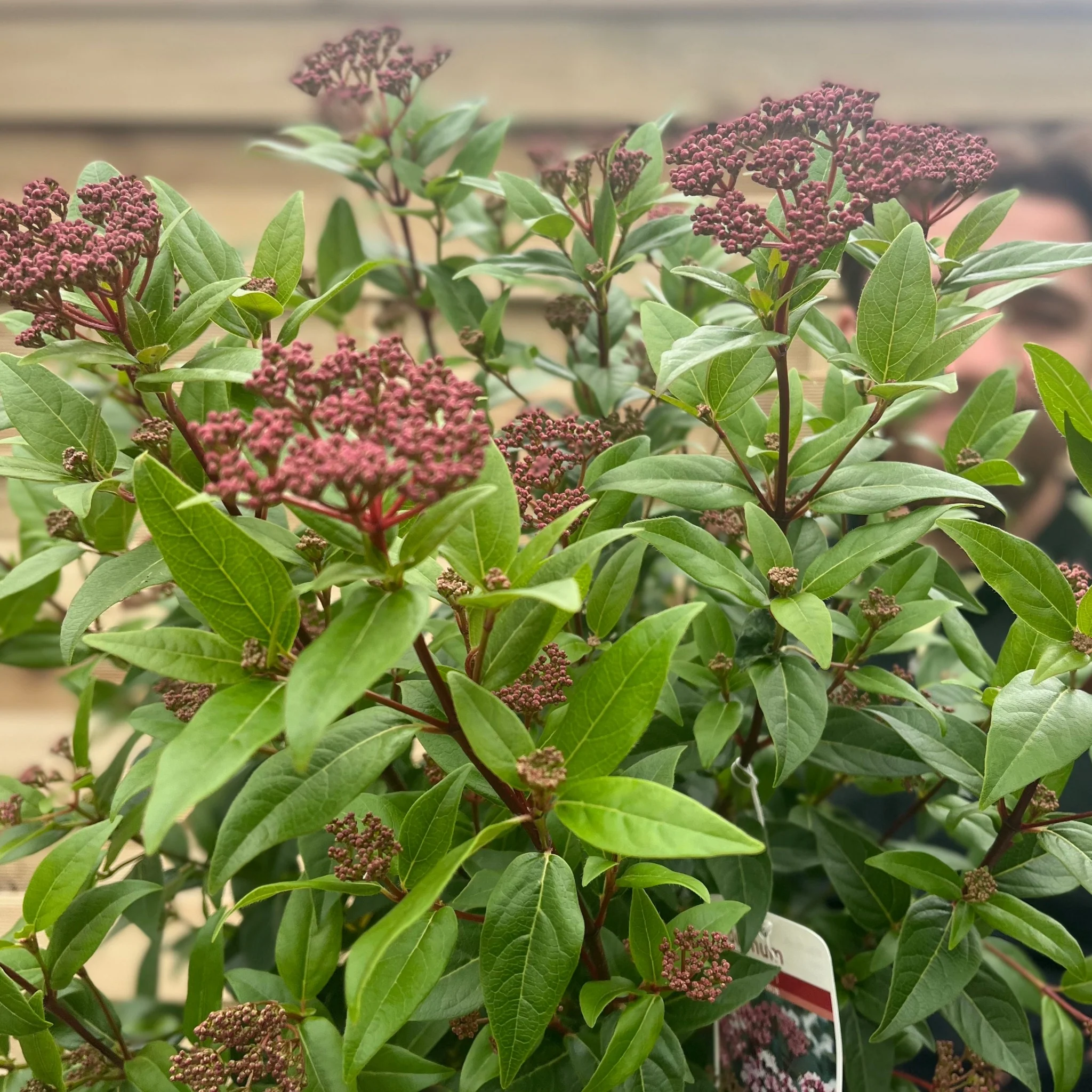 Viburnum tinus 'Spirit' 9cm / 2L / 5L / 10L - Image 2