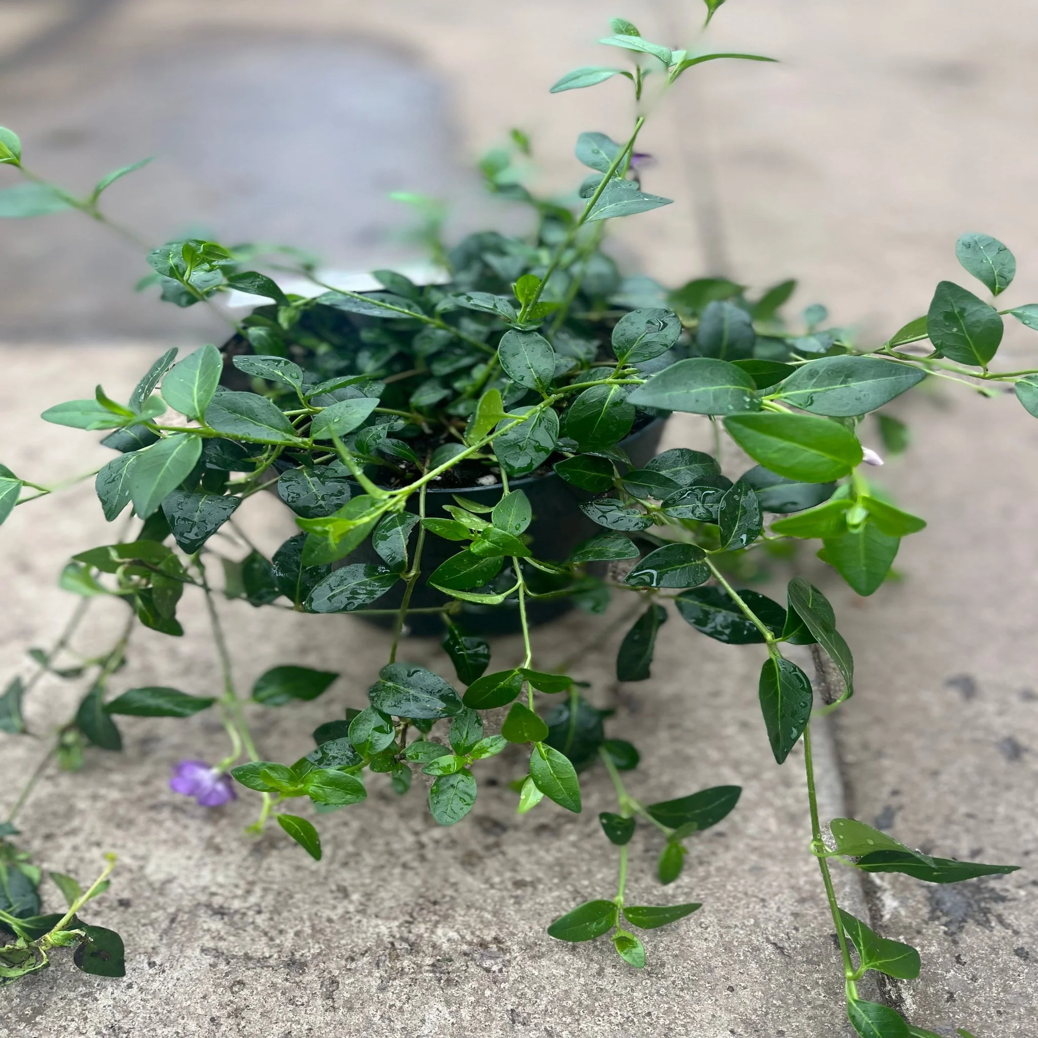 Vinca minor atropurpureum Purple (Periwinkle) 9cm / 2L - Image 3