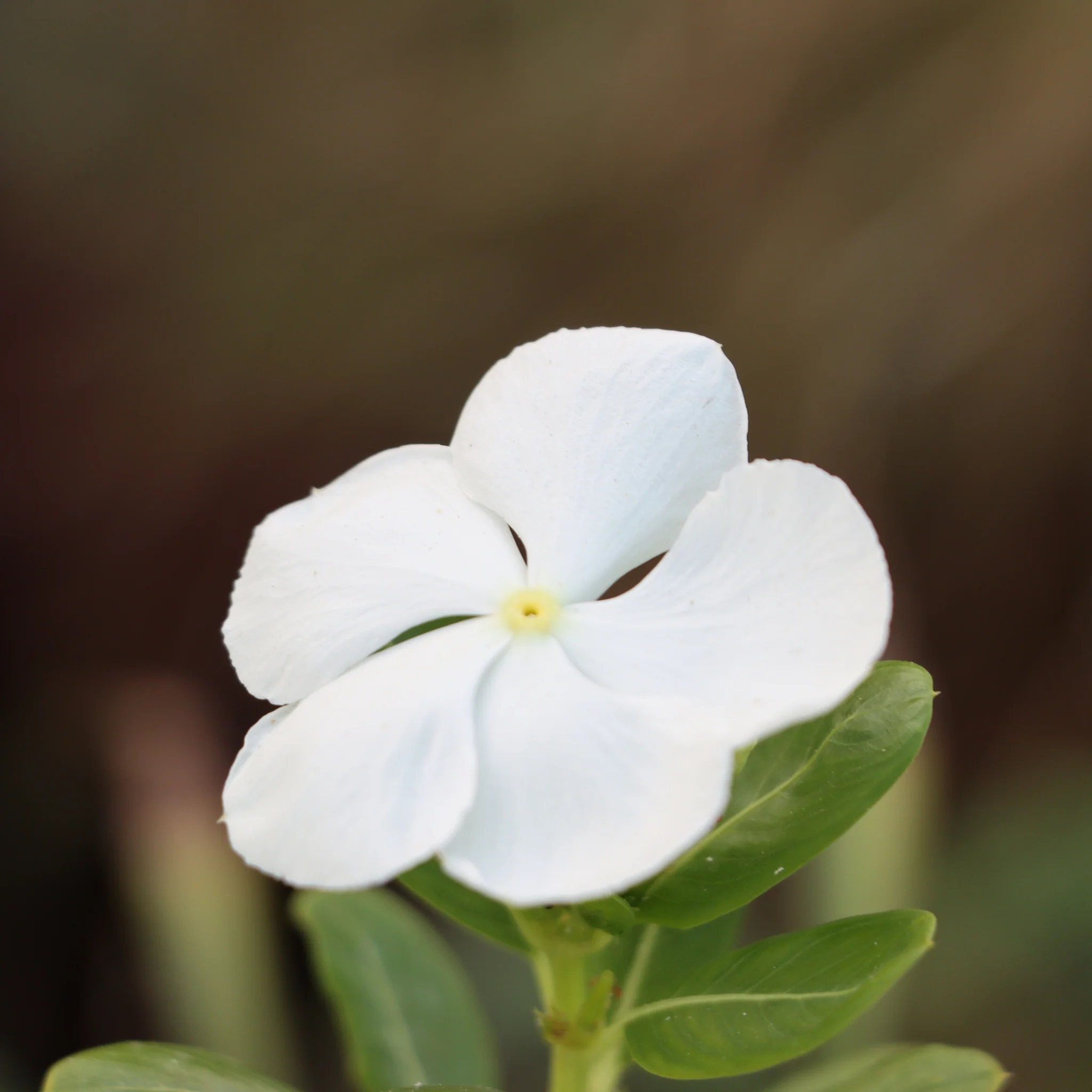 Vinca minor Tricolour | Periwinkle | 2L - Image 3