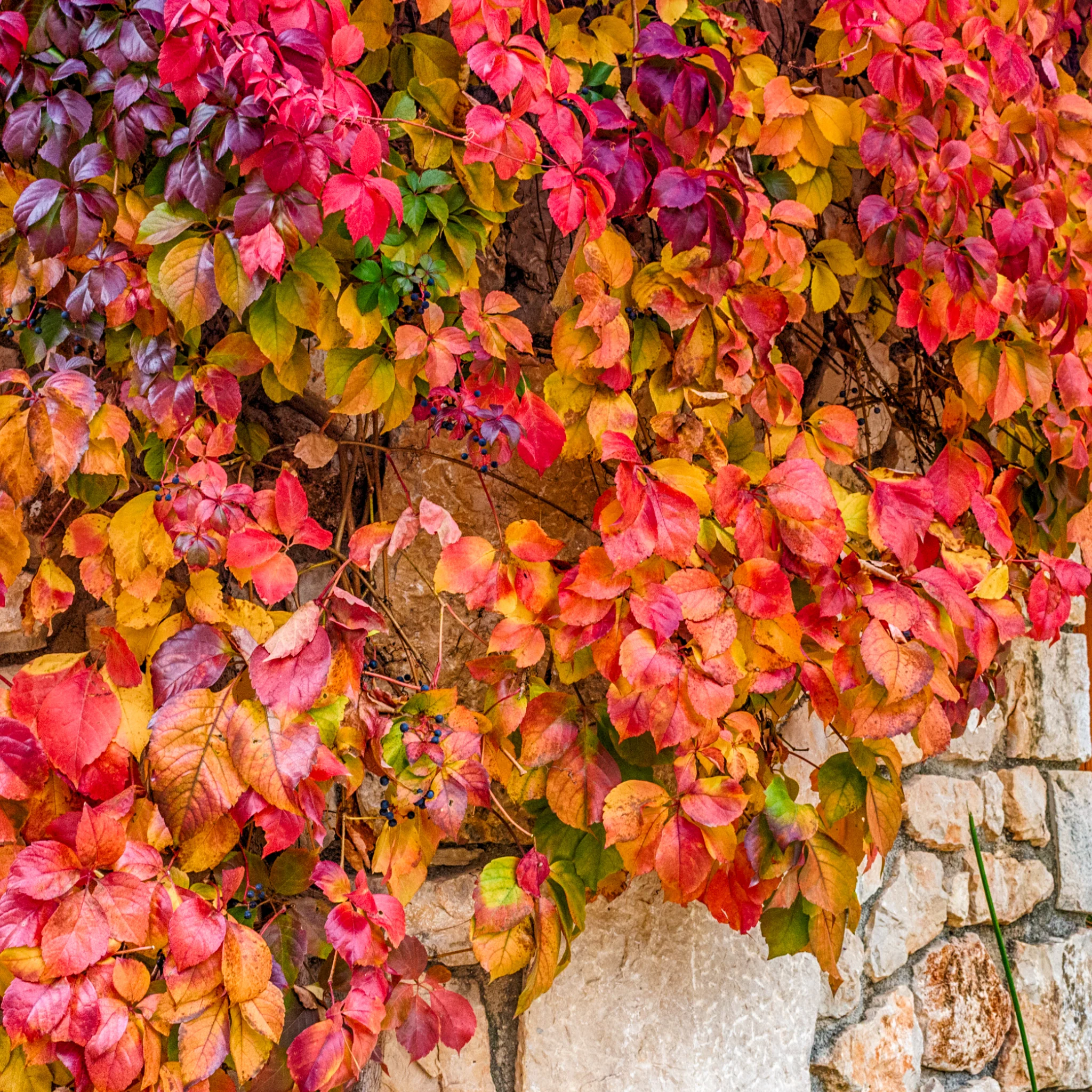 Parthenocissus quinquefolia 'Virginia Creeper' 2L - Image 2