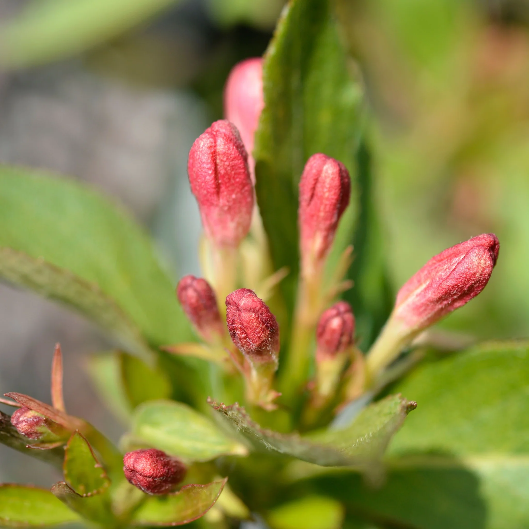 Weigela 'All Summer Peach' 9cm - Image 2