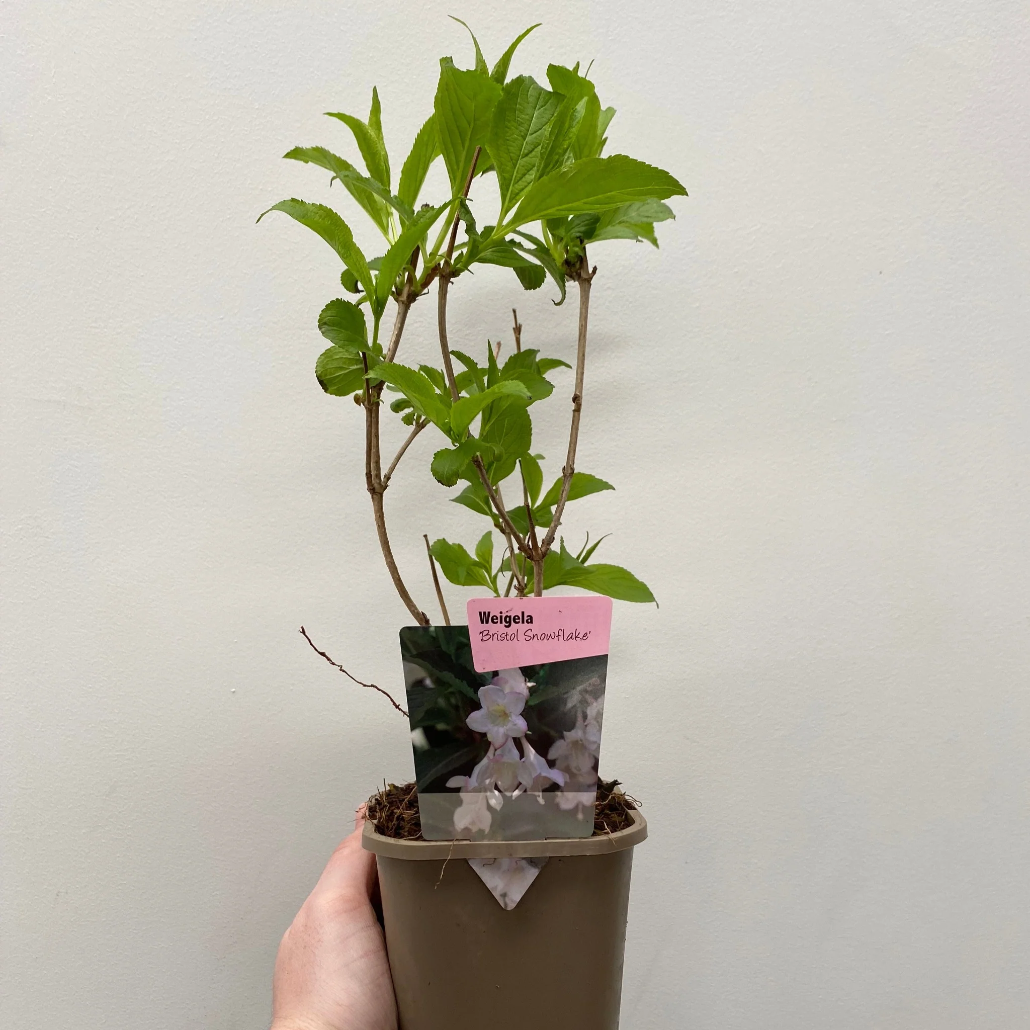 Weigela 'Bristol Snowflake' 1L / 2L - Image 3