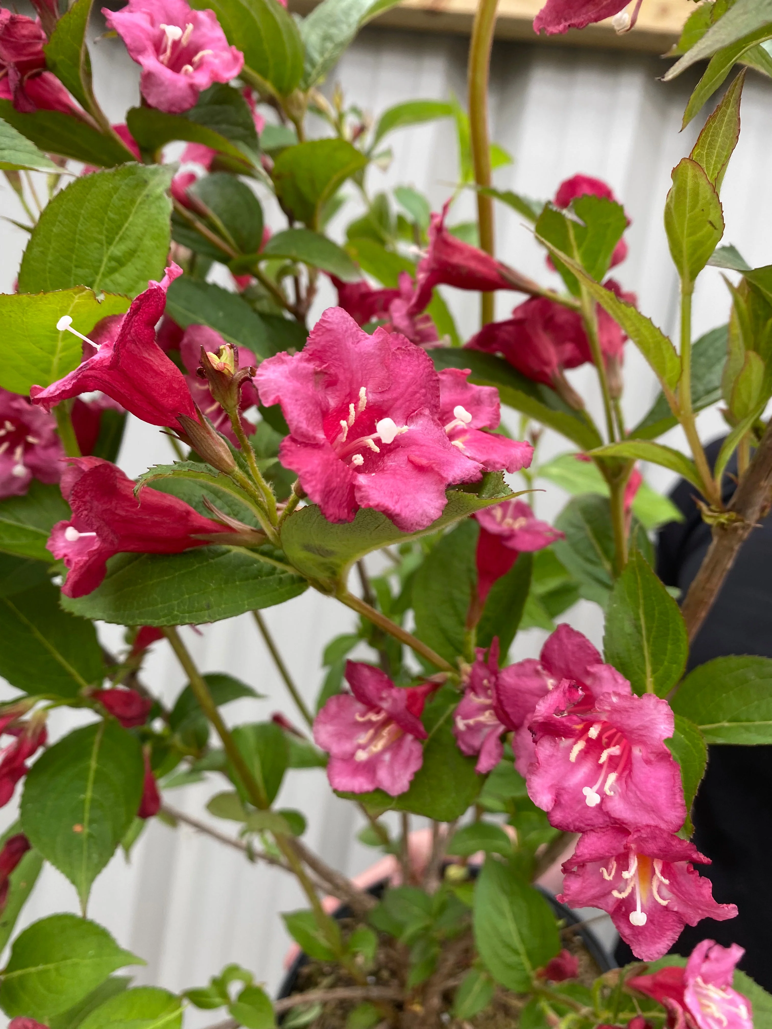 Weigela Florida - Bristol Ruby 3L - Image 3