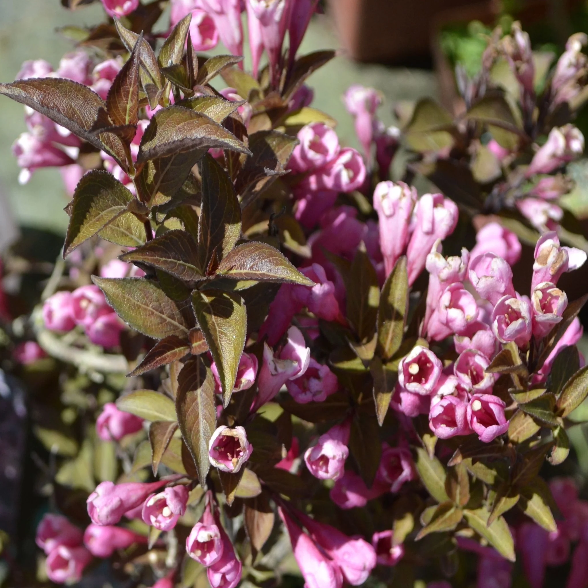 Weigela florida 'Purpurea' 3L - Image 2