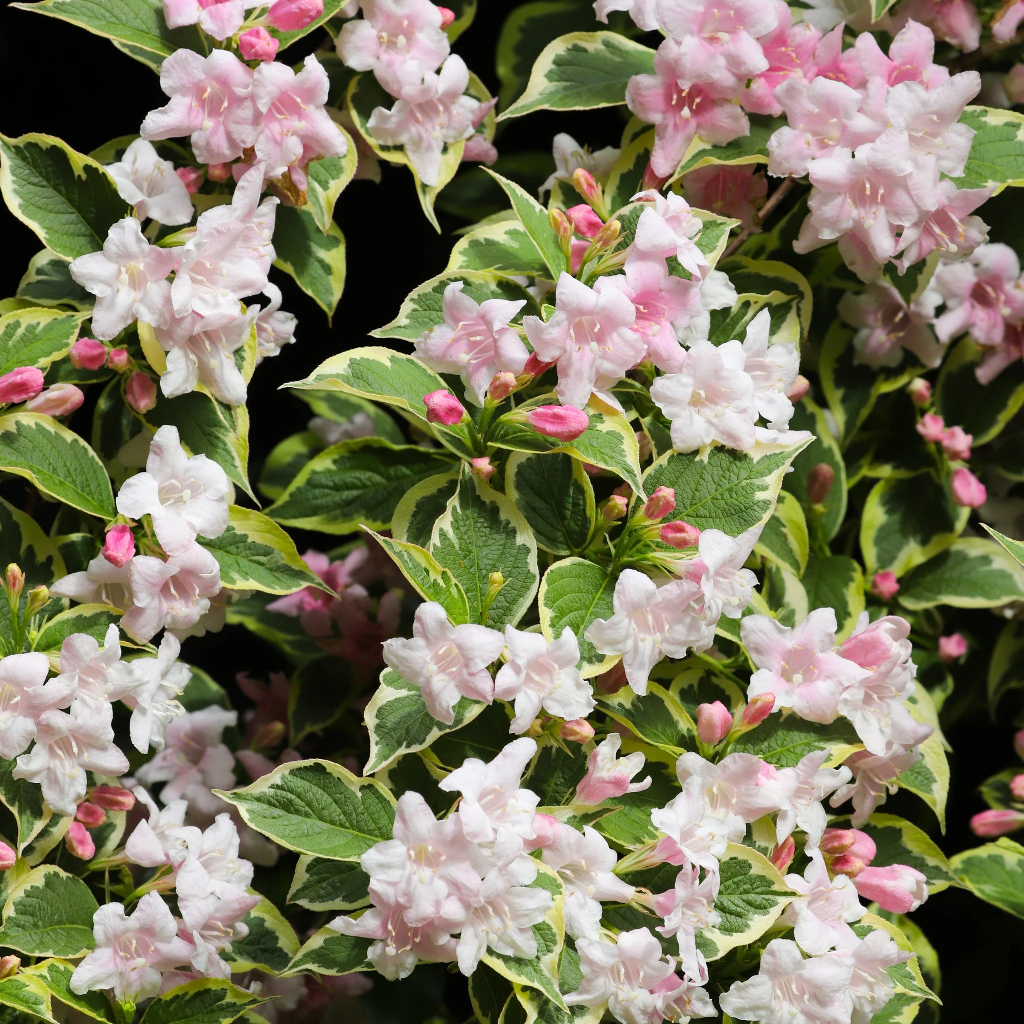 Weigela 'Nana Variegata' 2L - Image 2