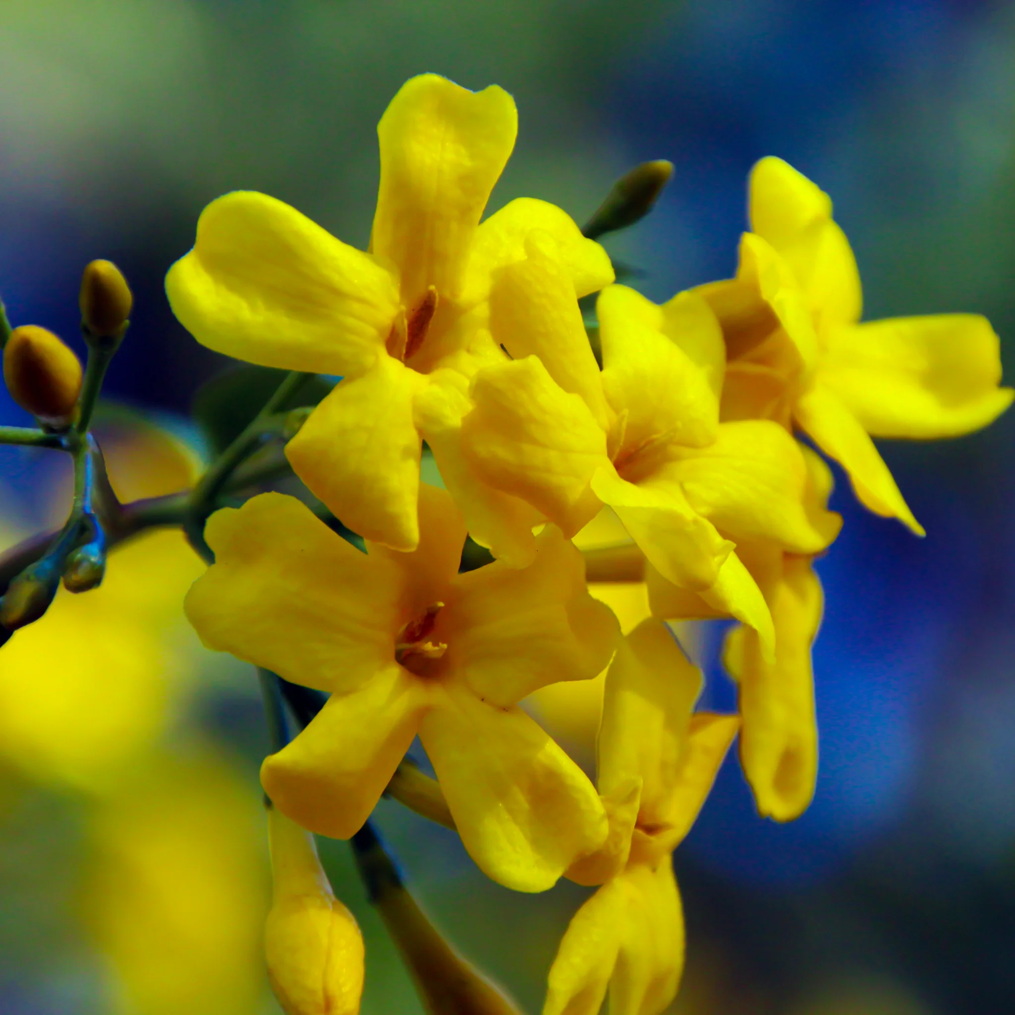 Winter Jasmine | Jasminum nudiflorum | Yellow 2L / 4L - Image 2
