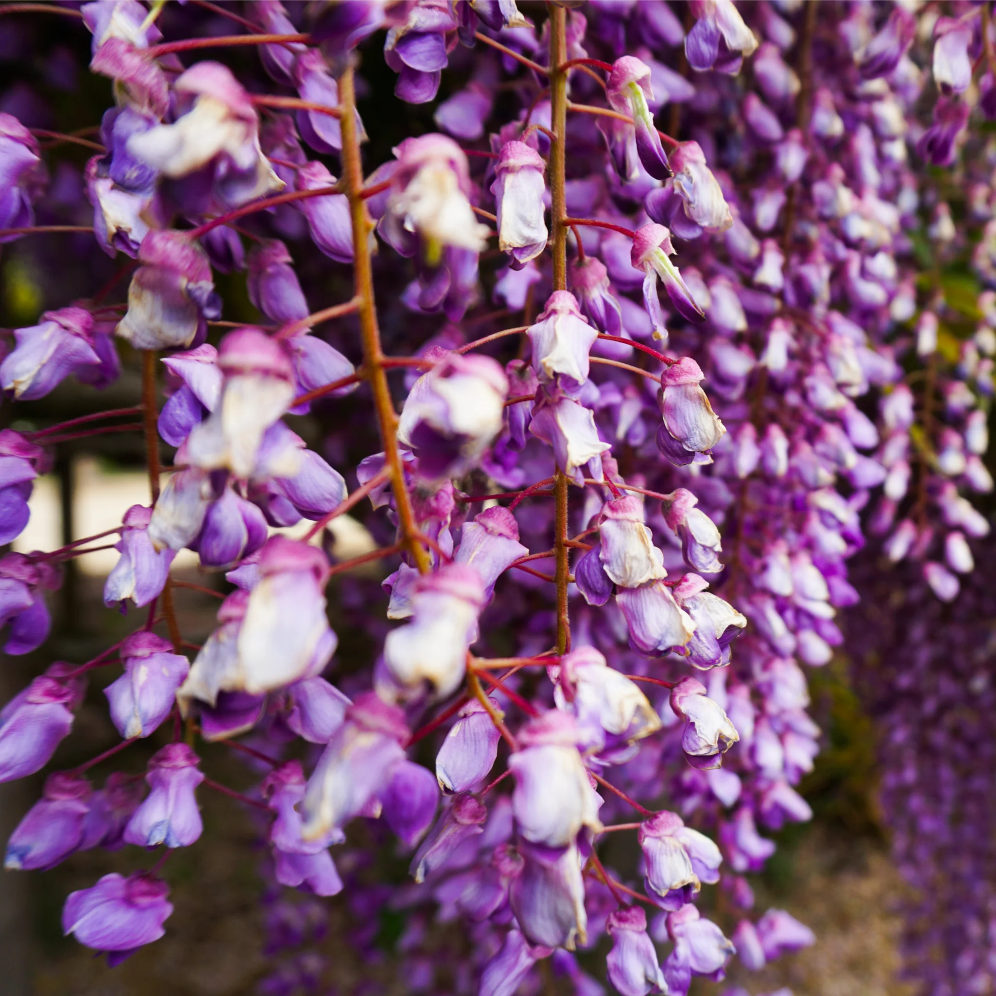 Wisteria floribunda 'Black Dragon' 70cm - Image 2