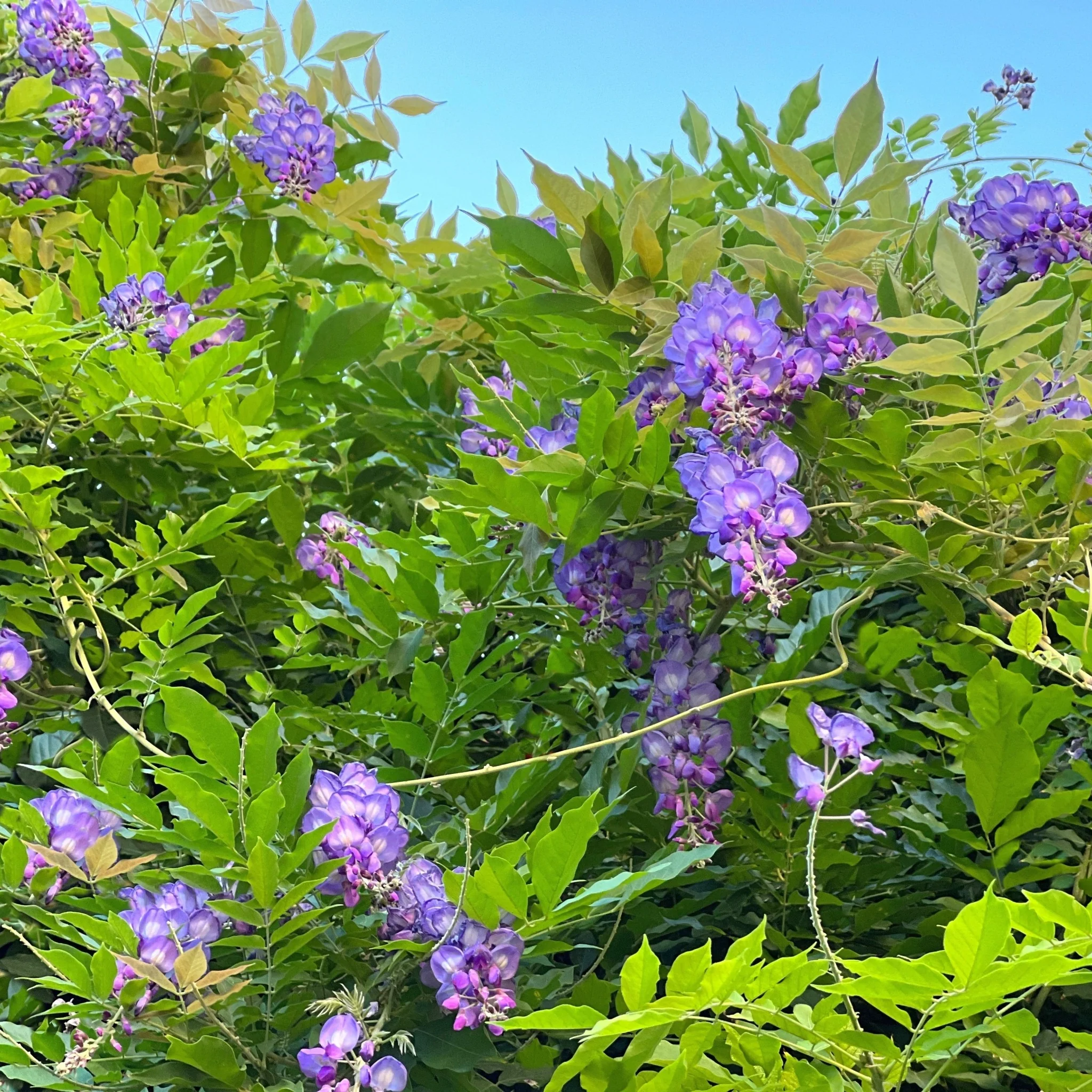 Wisteria sinensis 'Amethyst Falls' Pyramid 110cm 5L - Image 2