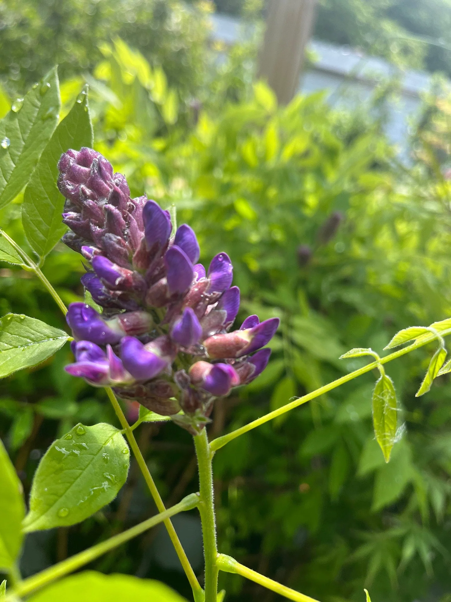 Wisteria sinensis on Frame 'Amethyst Falls' | Will Flower This Summer - Image 2