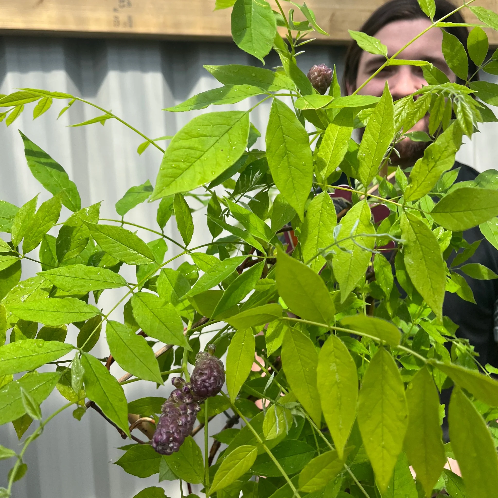 Wisteria sinensis on Frame 'Amethyst Falls' | Will Flower This Summer - Image 4