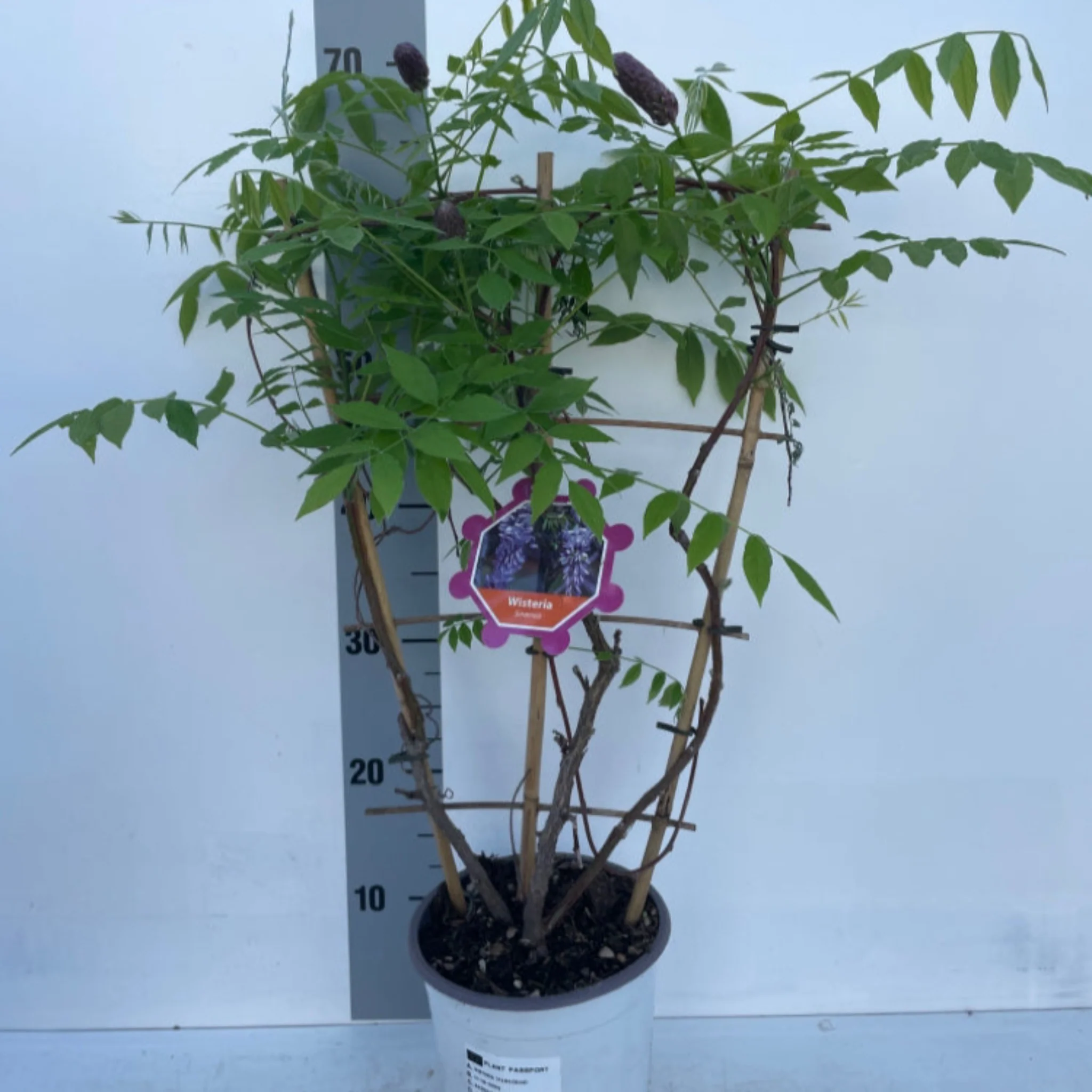 Wisteria sinensis on Frame 'Amethyst Falls' | Will Flower This Summer - Image 5
