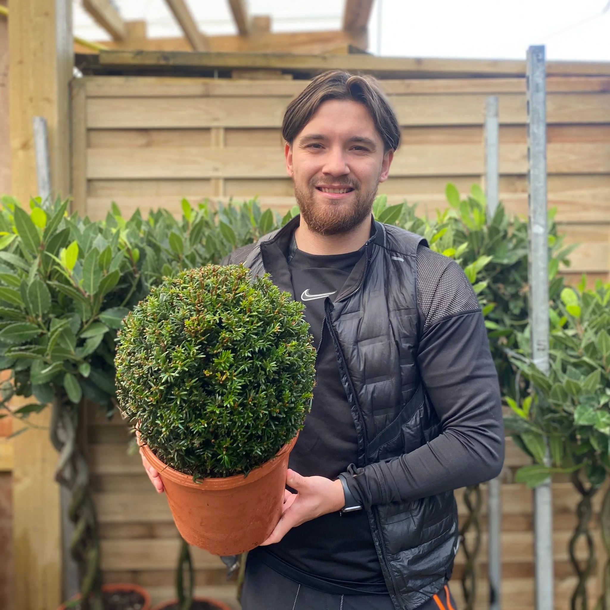 Yew Ball - Taxus Baccata Ball 6L / 7L / 10L / 22L - Image 2
