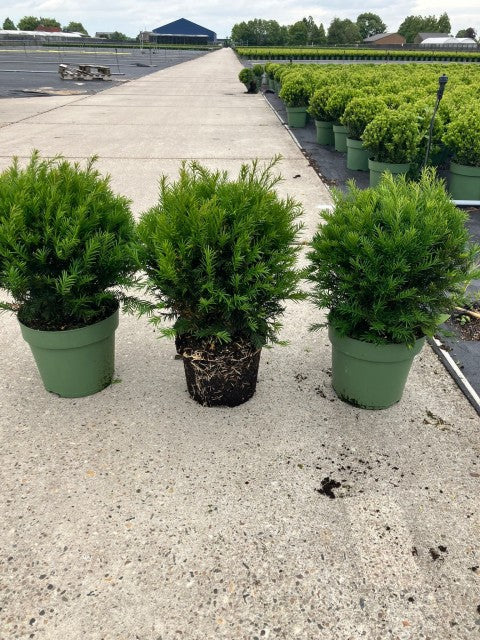 Yew Ball - Taxus Baccata Ball 6L / 7L / 10L / 22L - Image 8