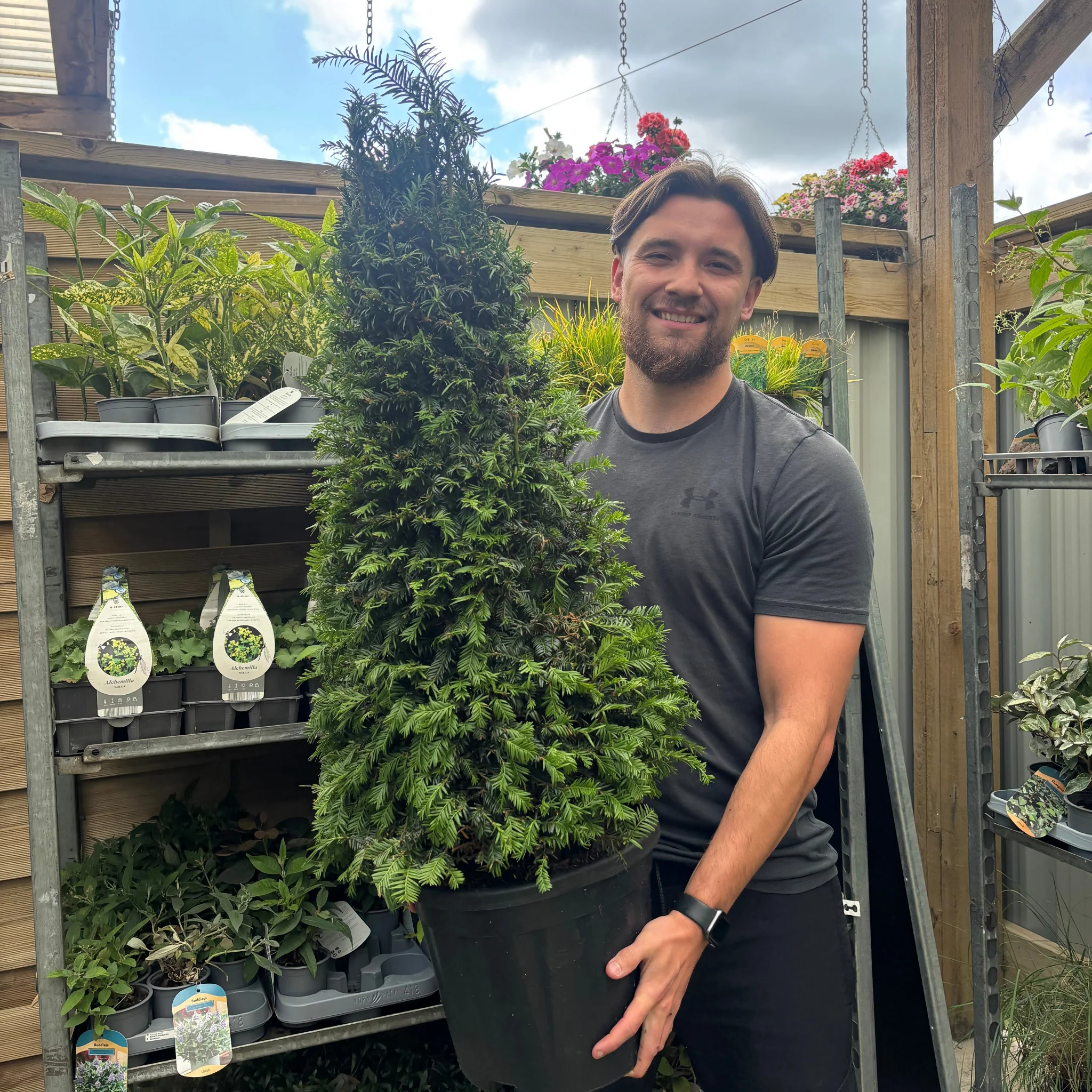 Yew Cone - Taxus Baccata Cone 5L / 7.5L / 10L / 12L