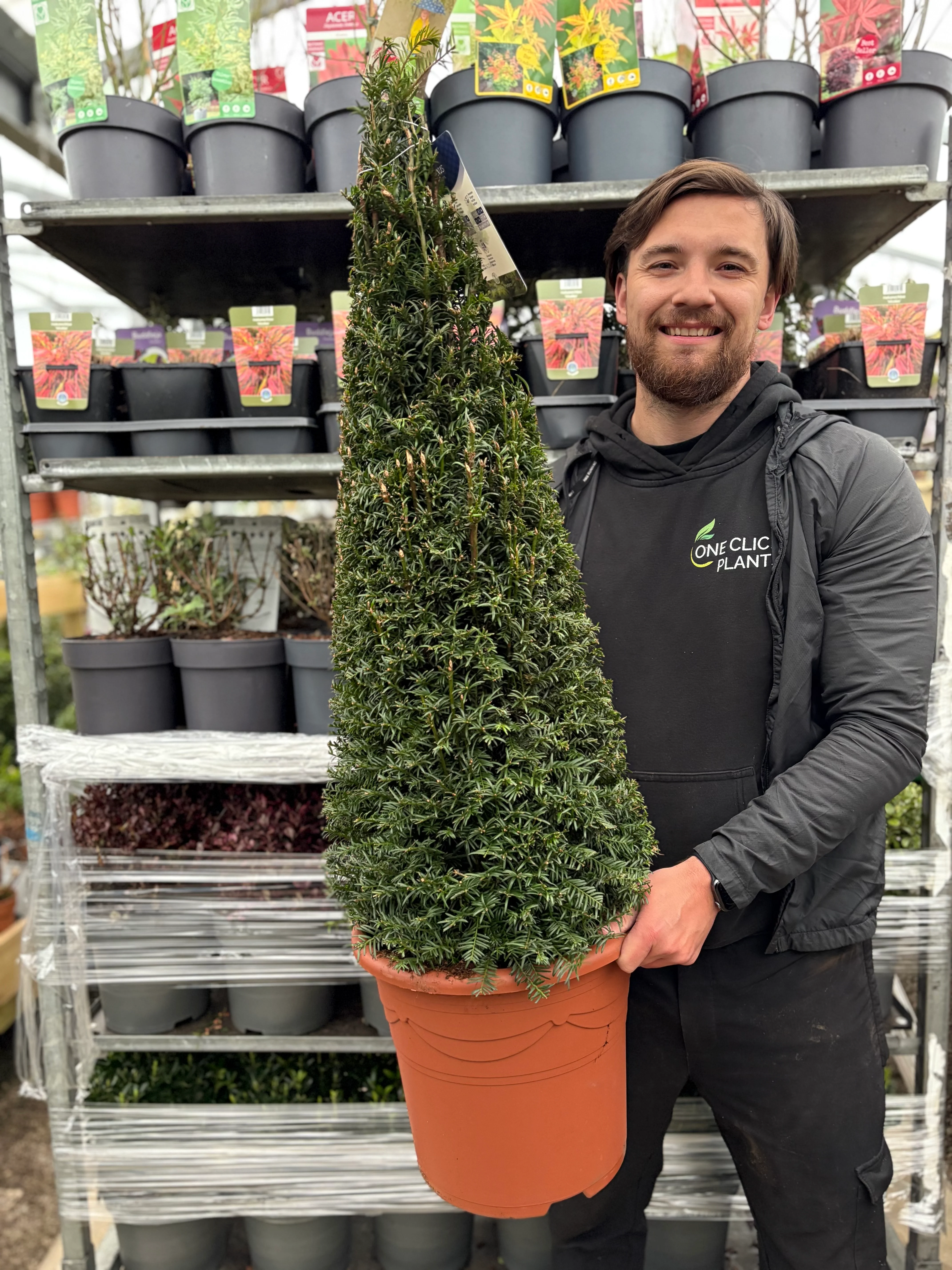 Yew Cone - Taxus Baccata Cone 5L / 7.5L / 10L / 12L - Image 3