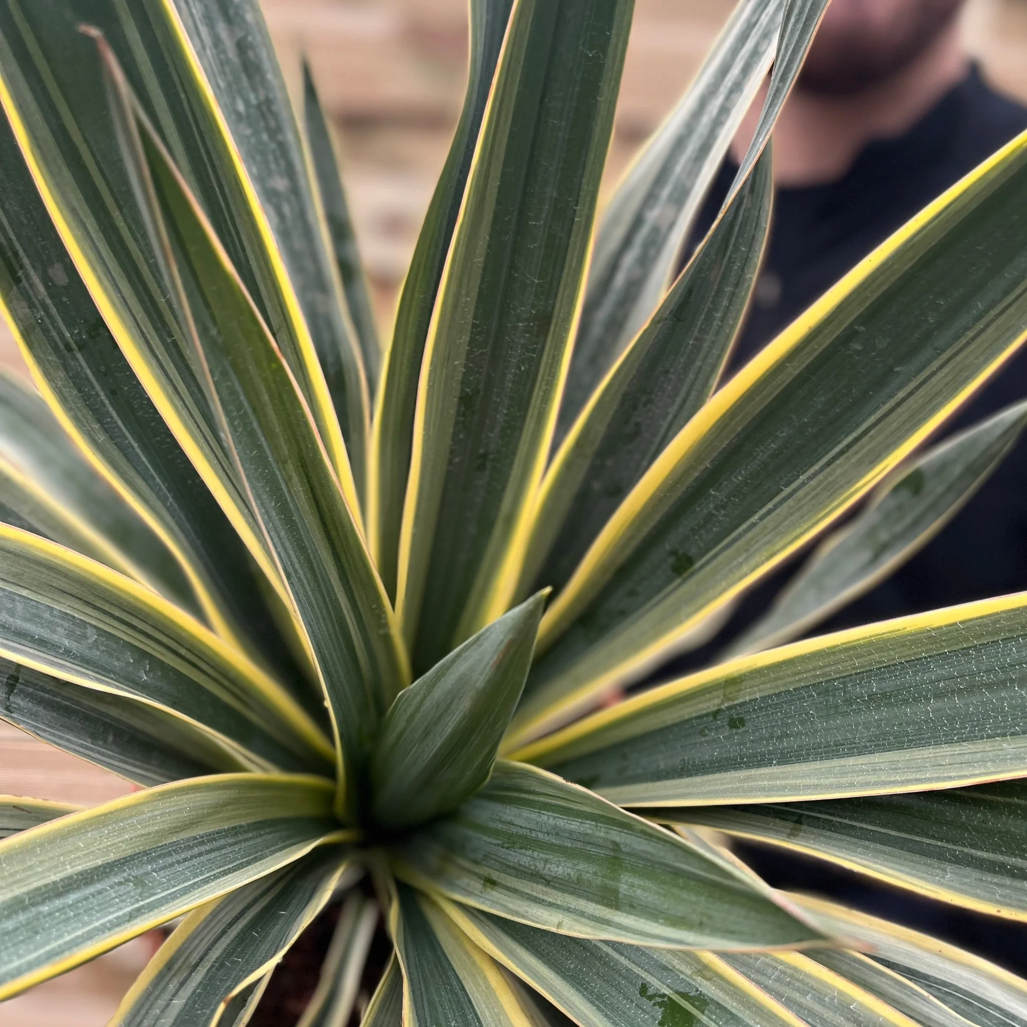 Yucca 'Gloriosa' Variegata 9cm / 3L / 7.5L - Image 3