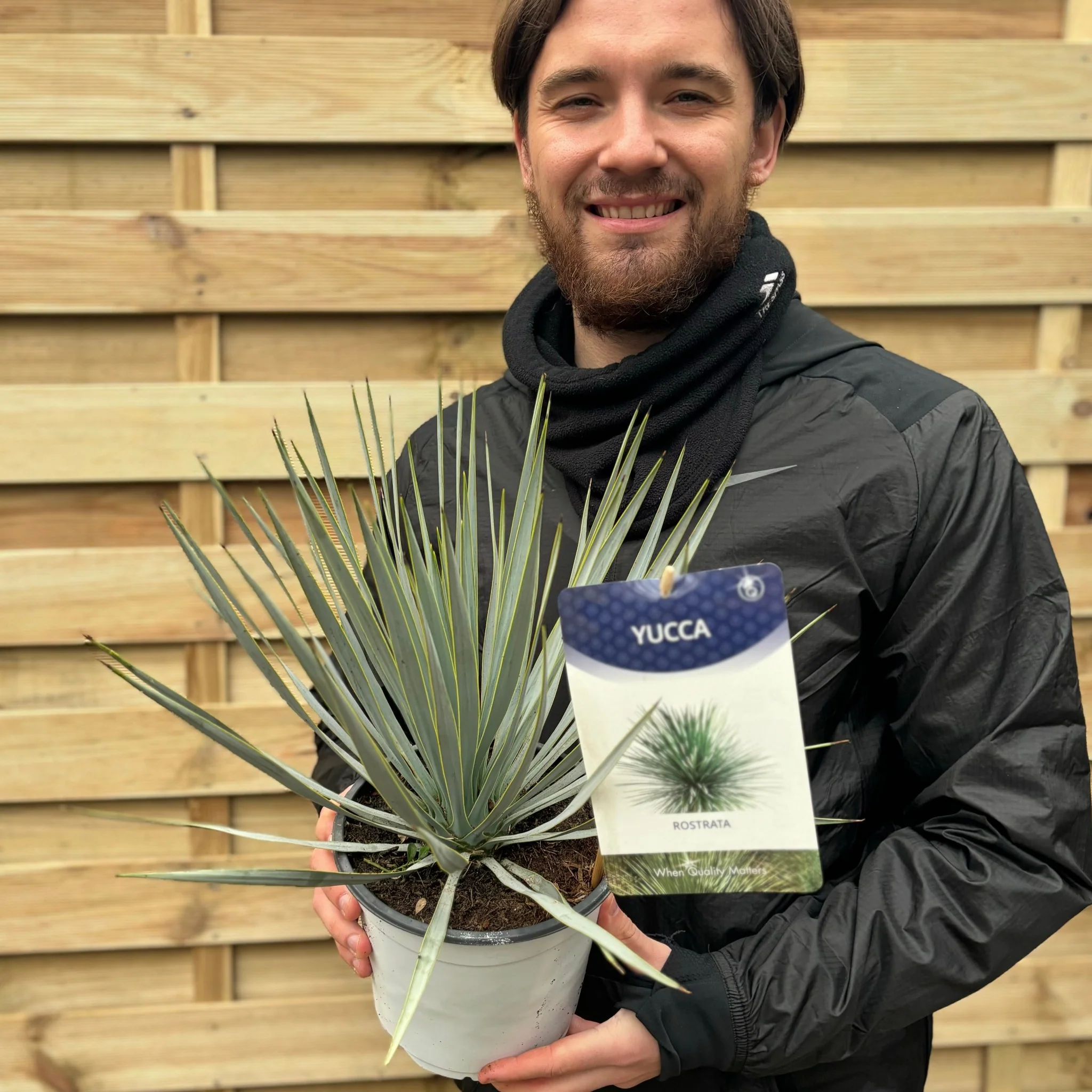 Yucca rostrata 'Blue Swan' 40-50cm 2L - Image 2